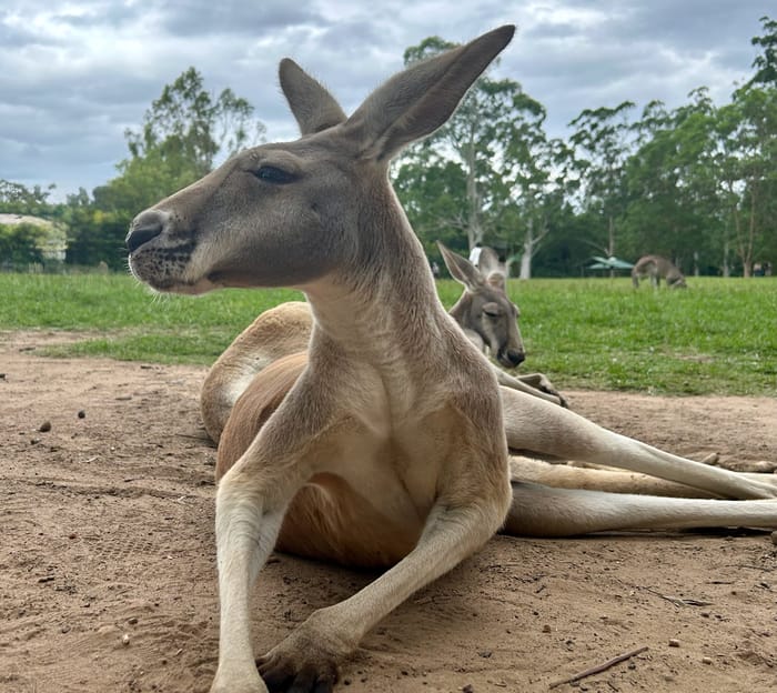 Summer in December: Our Brisbane Family Adventure
