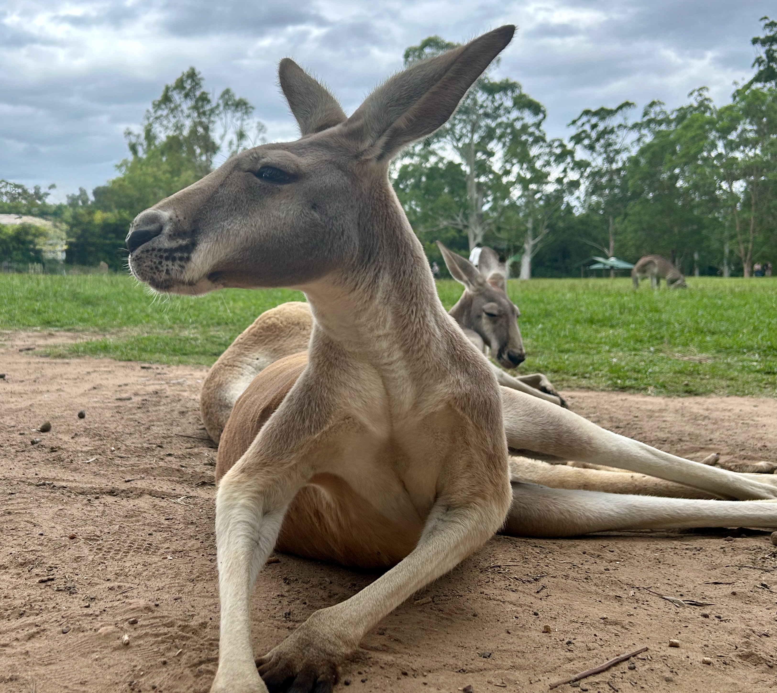 Kangaroo at Lone Pine Koala Sanctuary